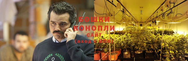 прущие грибы Бородино